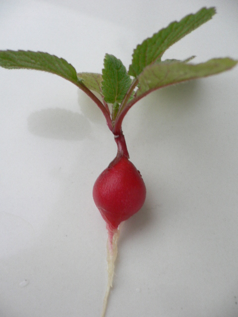 mini radexissyu (2).JPG